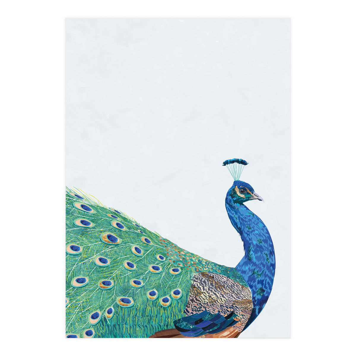 Peacock Portrait (Print Only)