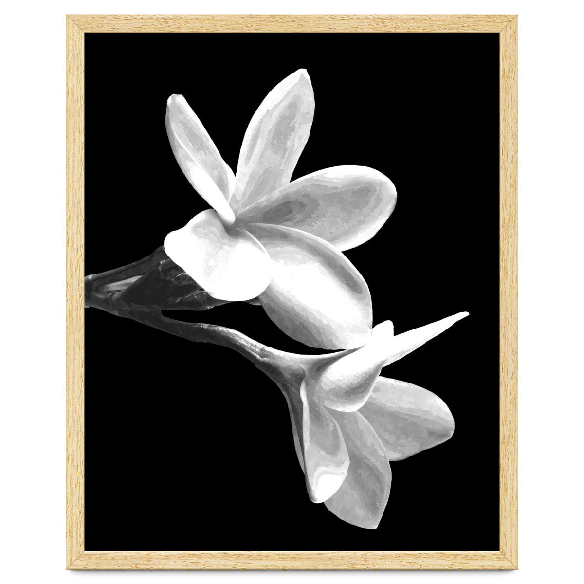 Black and White Flowers