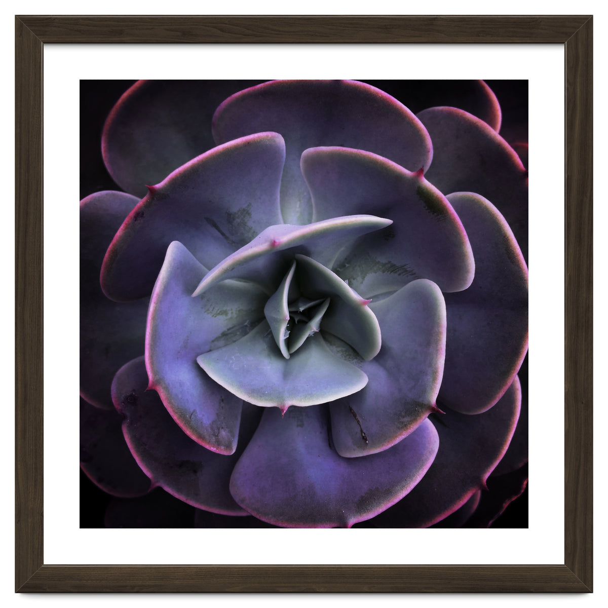 DARKSIDE OF SUCCULENTS VII