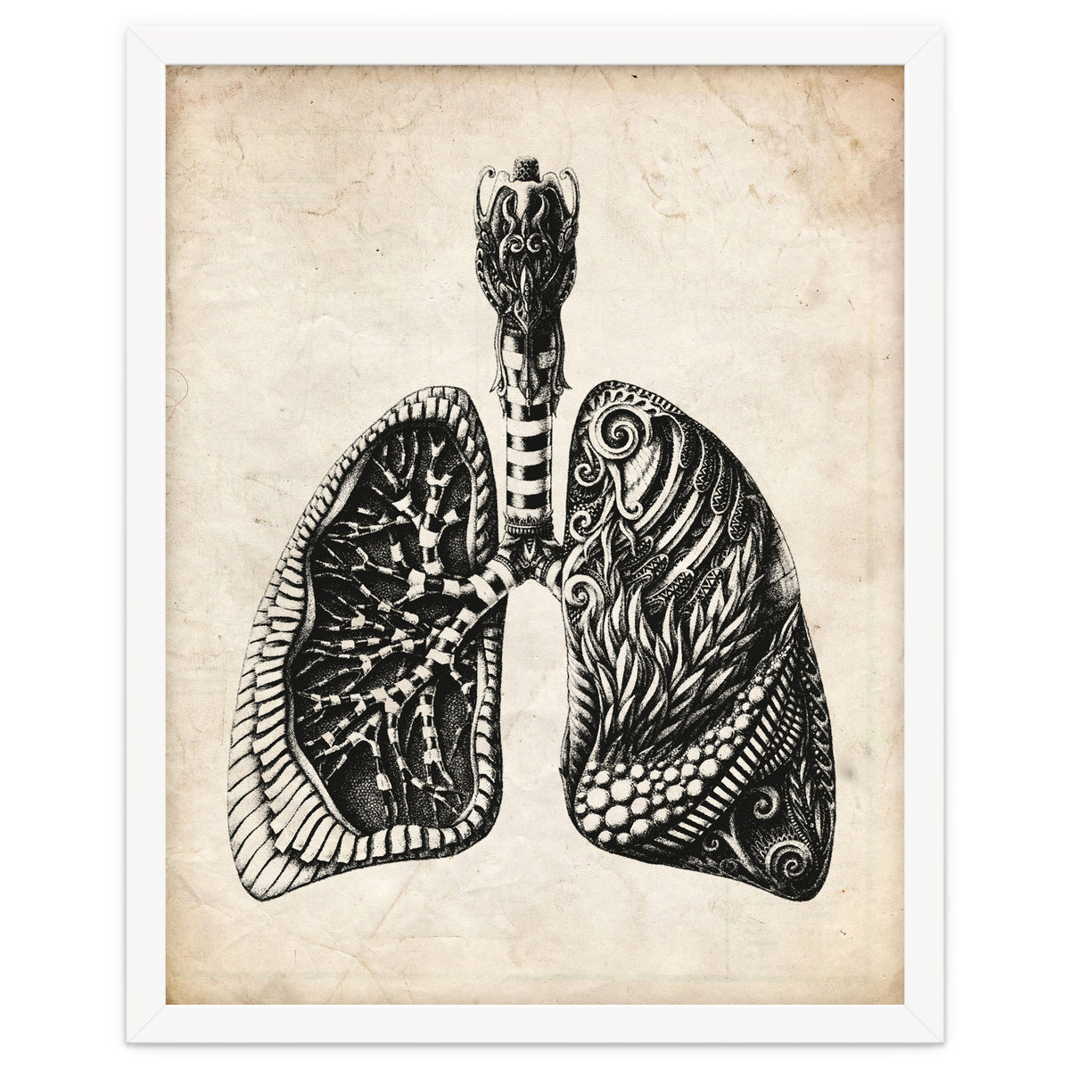 Lungs Anatomy