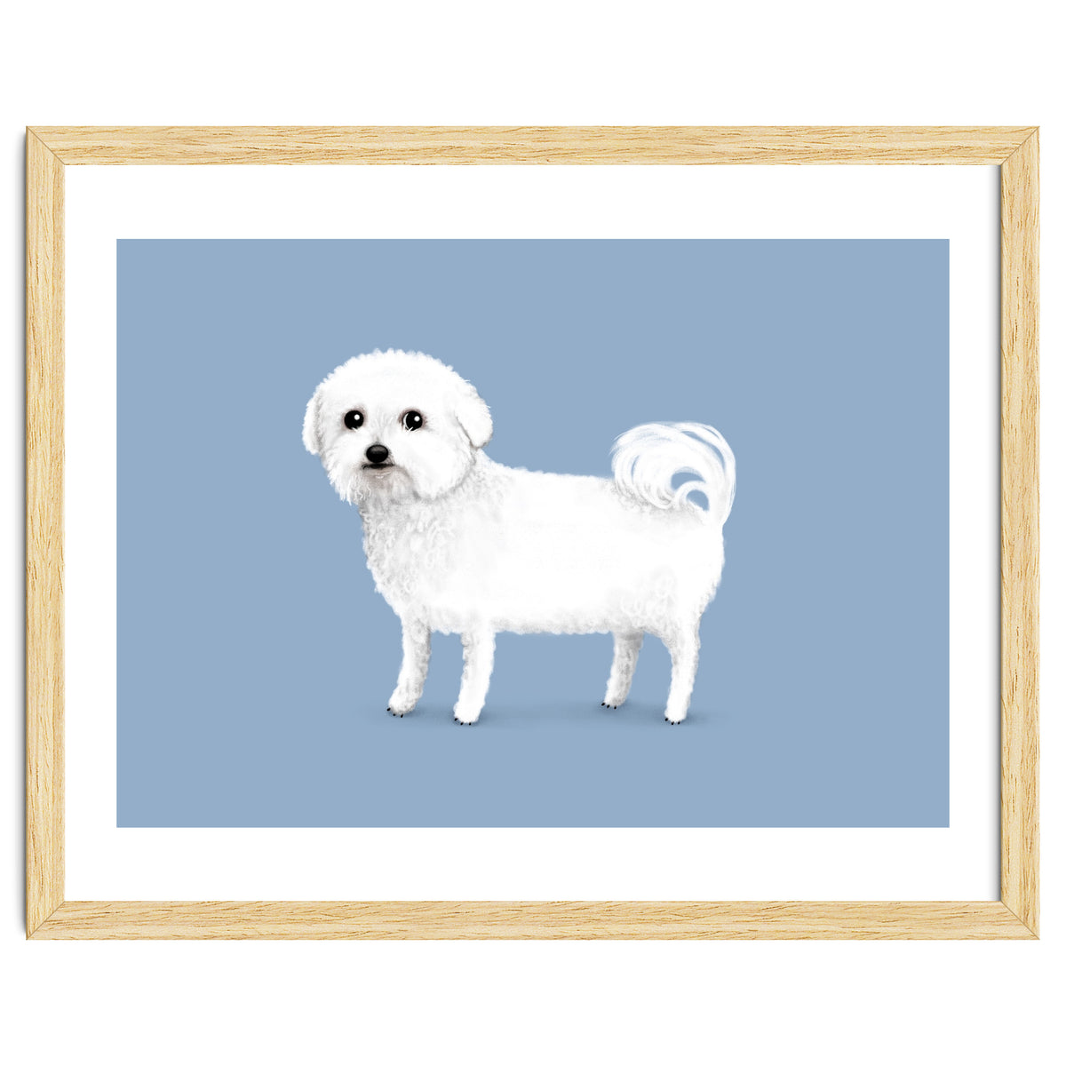 Bichon Frise