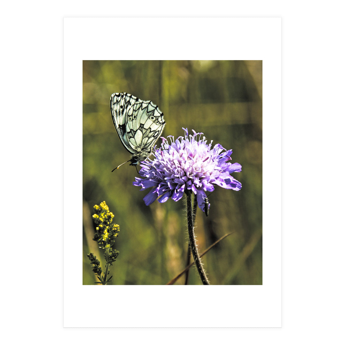 Marble white (Print Only)