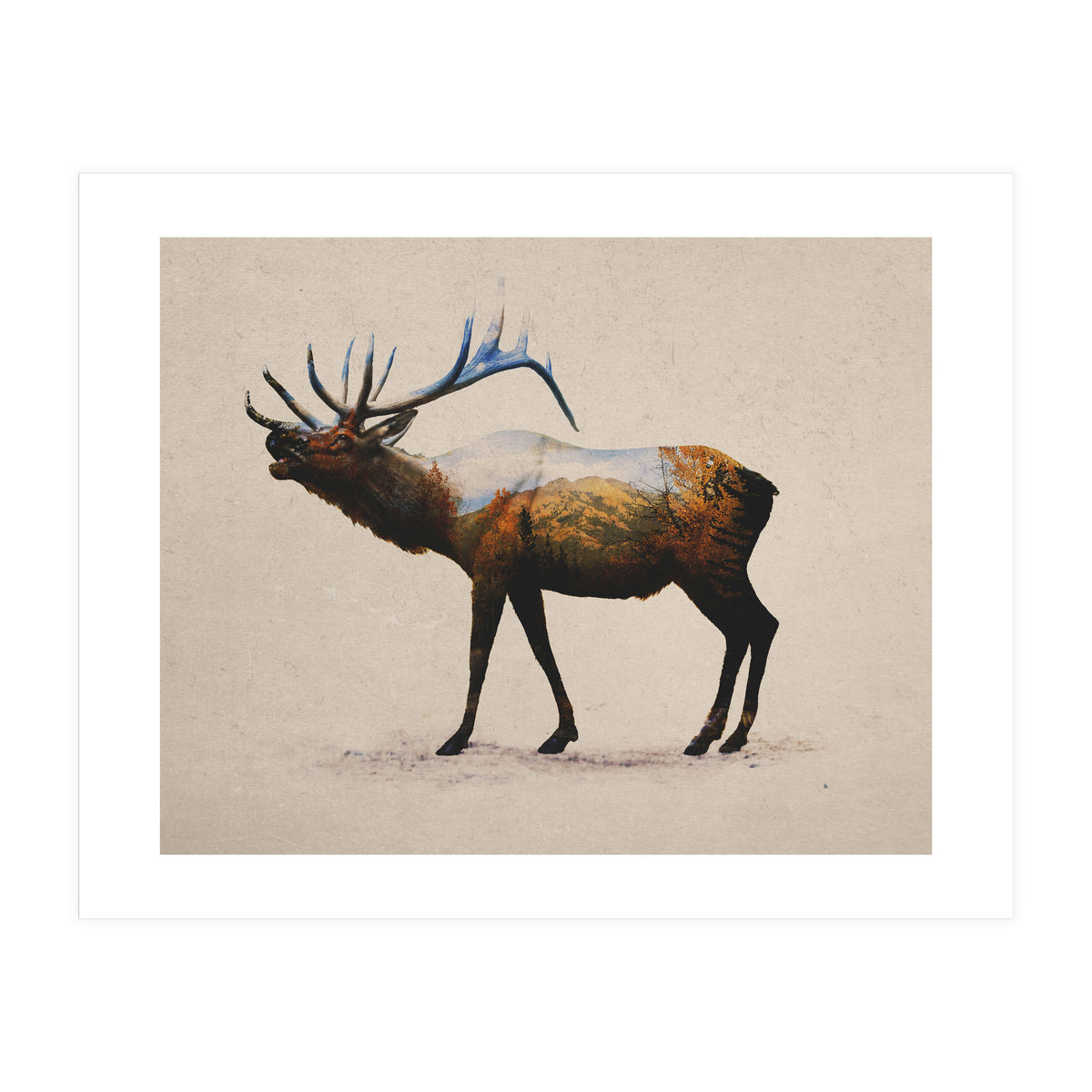 The Rocky Mountain Elk (Print Only)