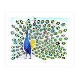 Peacock (Print Only) thumbnail