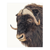 Cc Animal 02 (Print Only) thumbnail