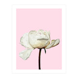 White Peony Pink Background (Print Only) thumbnail
