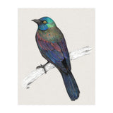 Common Grackle (Print Only) thumbnail