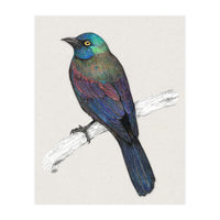 Common Grackle (Print Only)