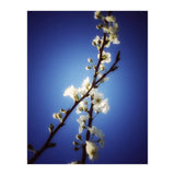 ALMOST BLUE (Print Only) thumbnail
