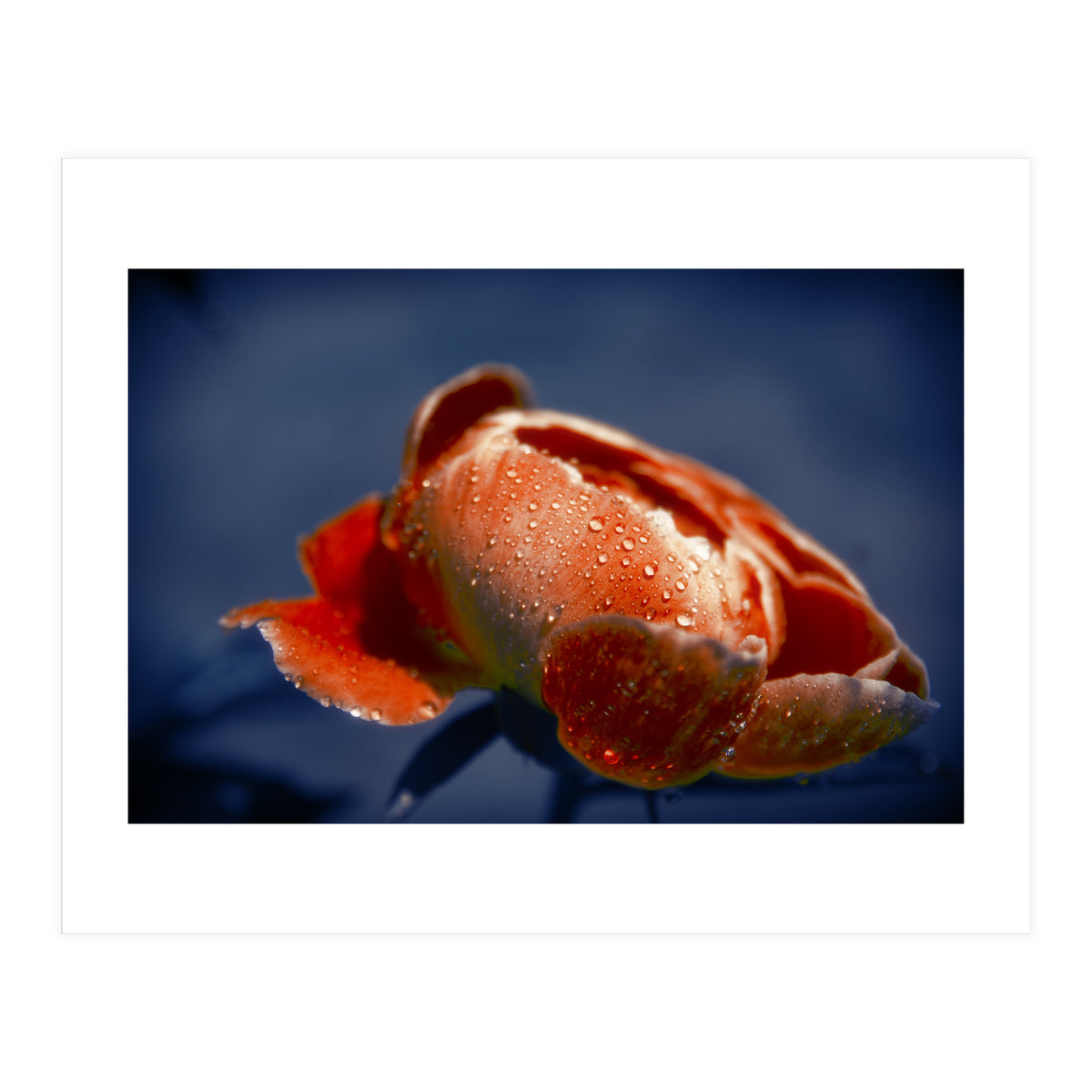 Peony Flower (Print Only)