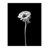 Anemone coronaria | dark design  (Print Only) thumbnail