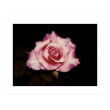Satin Rose (Print Only) thumbnail