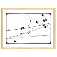 An Abstraction Of Birds