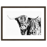 Highland bull