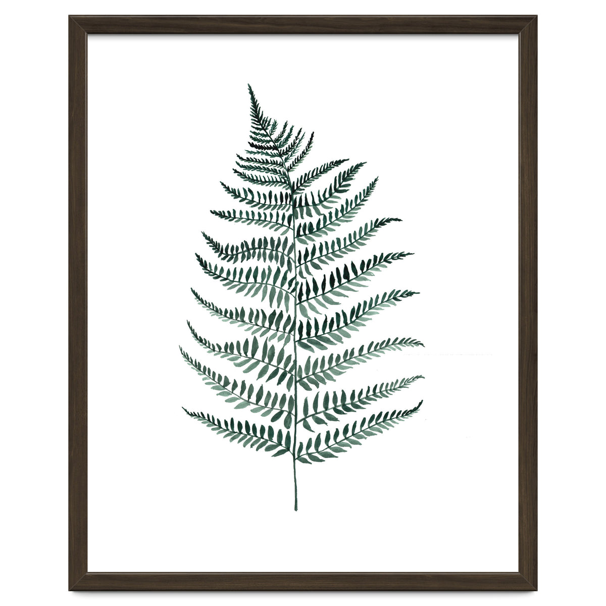 Botanical Illustration Silverfern
