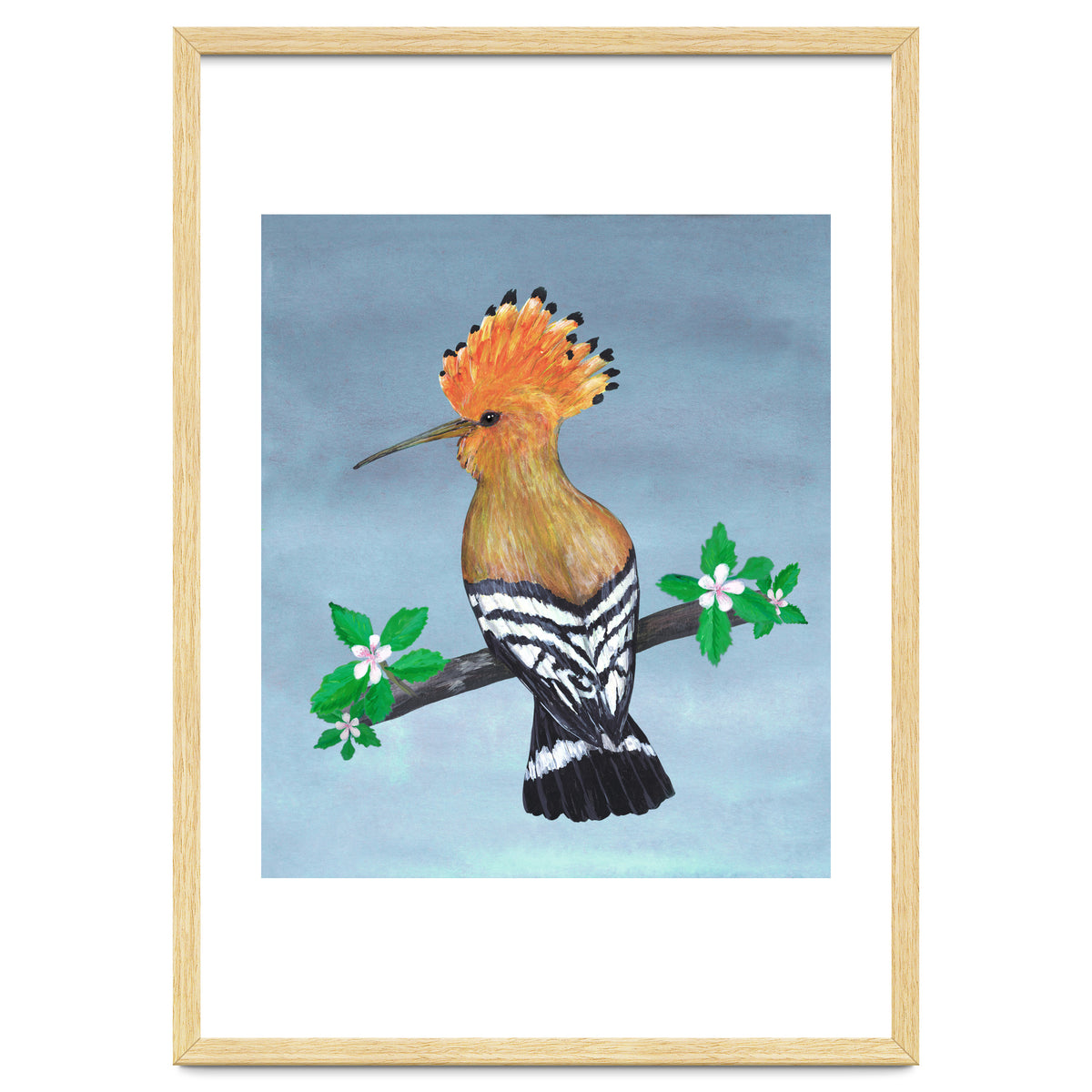 Hoopoe bird