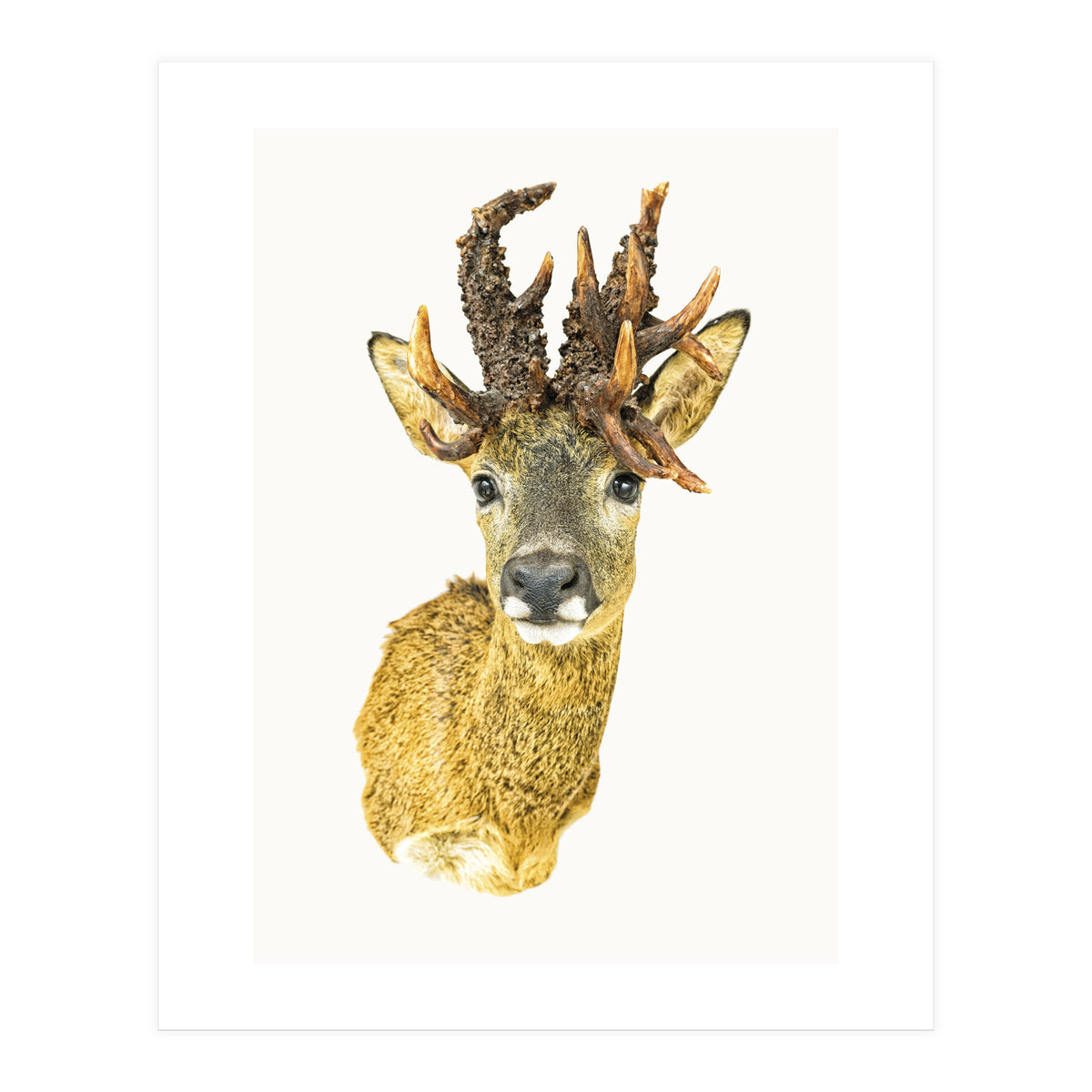 Cc Animal 01 (Print Only)