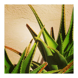 cacti and sunshine (Print Only) thumbnail