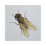 Fly on the wall (Print Only) thumbnail