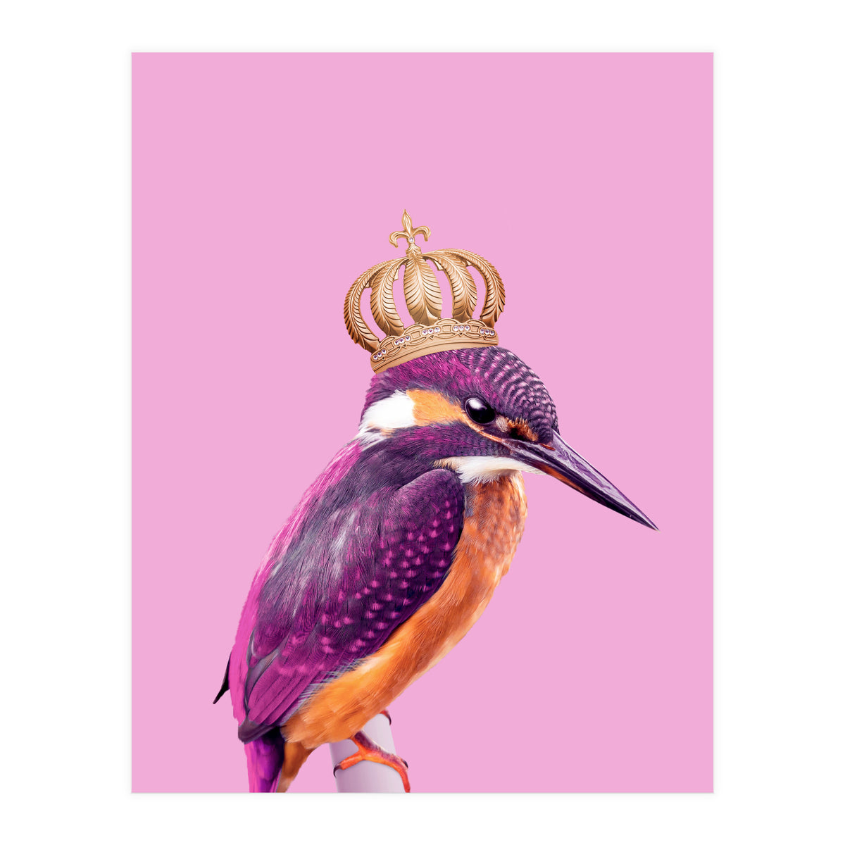 Queenfisher (Print Only)