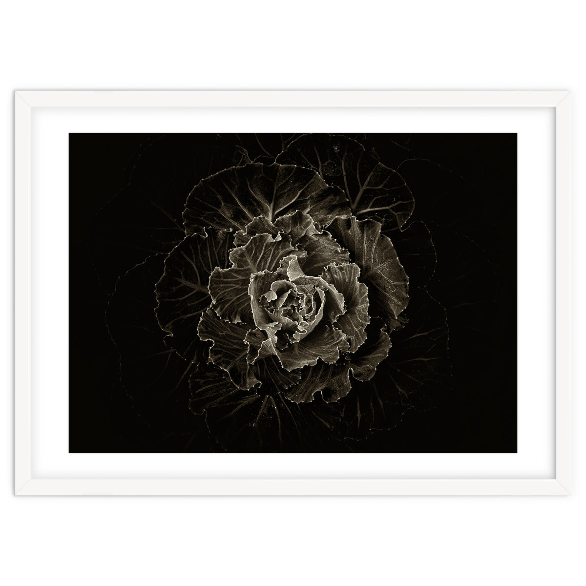 Backyard Flowers No 100 Sepia Version