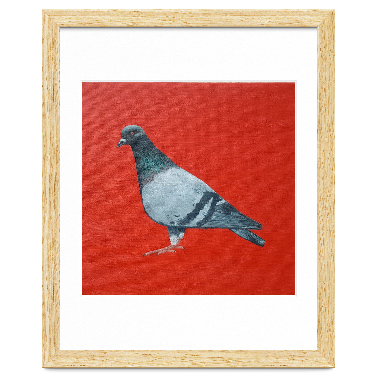 Pigeon