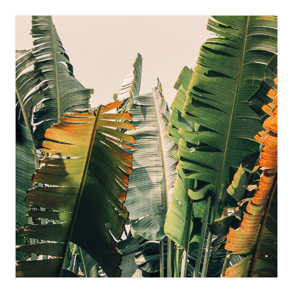 Shades Of Summer (Print Only)