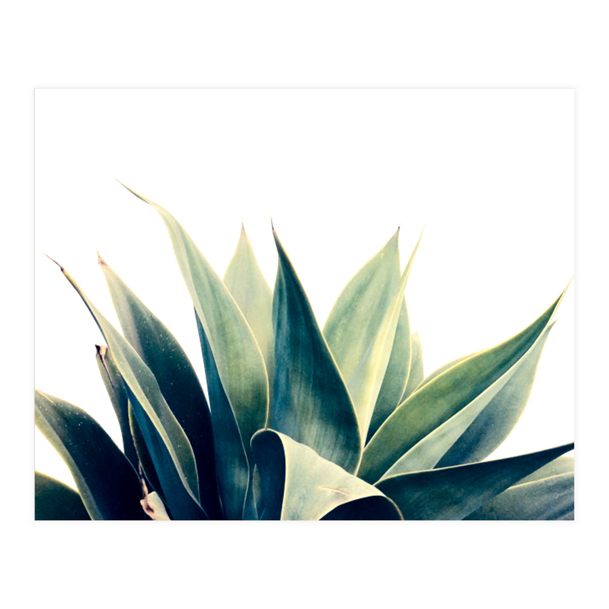 Botanical cactus I (Print Only)