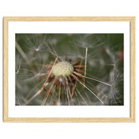 Dandelion Seeds