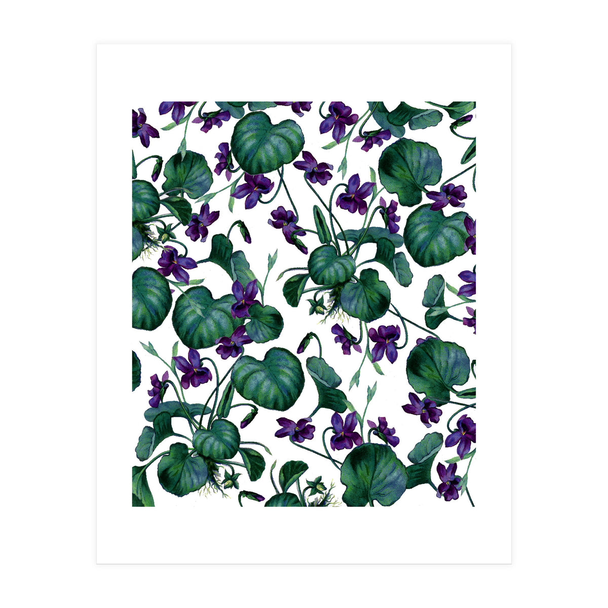 Violets (Print Only)