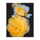 Yellow Rose (Print Only) thumbnail