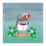 Zebra finch (Print Only) thumbnail