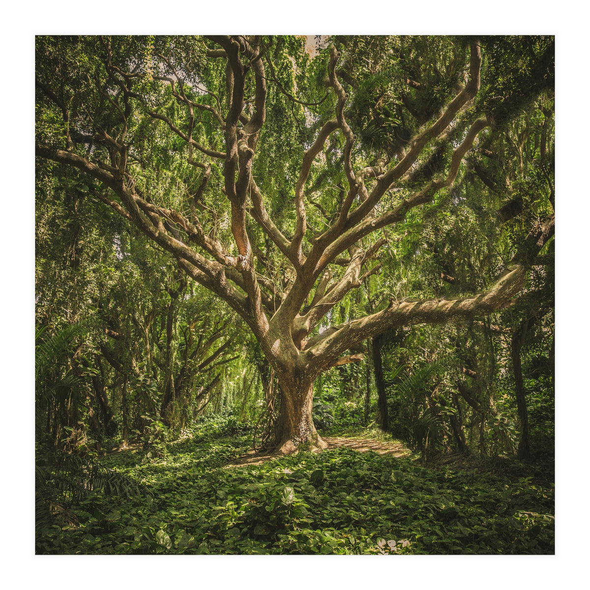 Spirits inside the wood (Print Only)