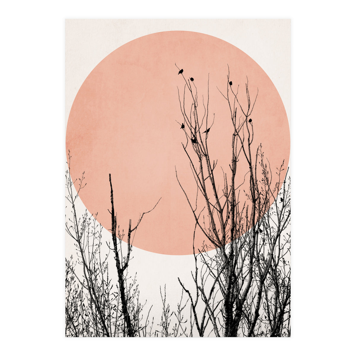 Sunset Dreams Rose (Print Only)