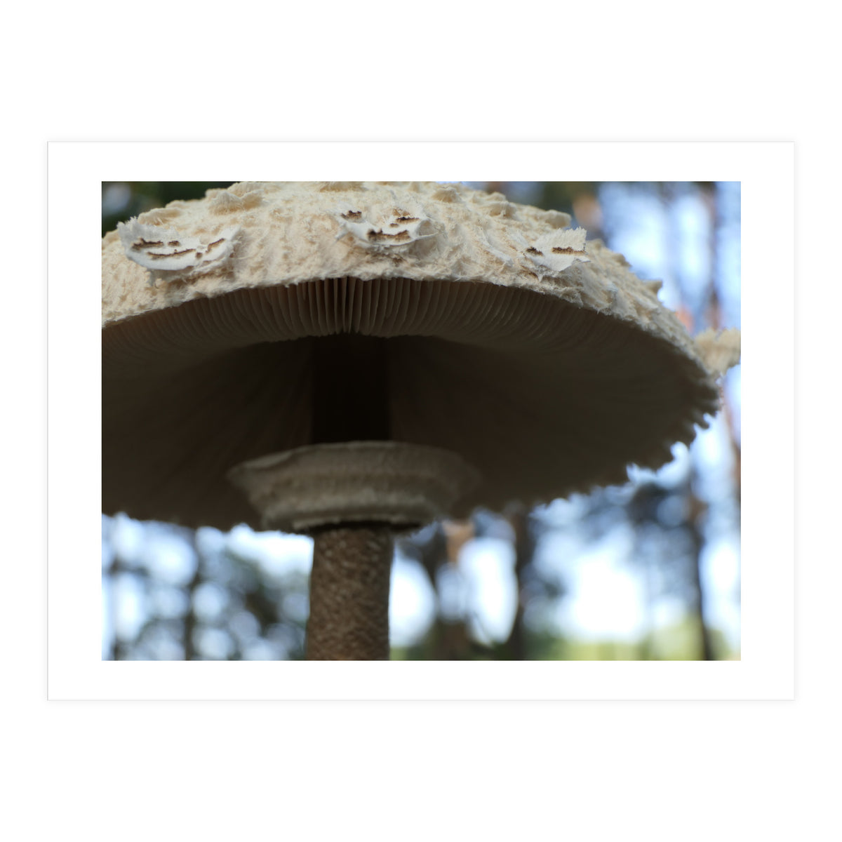 Shelter In The Woods (Print Only)