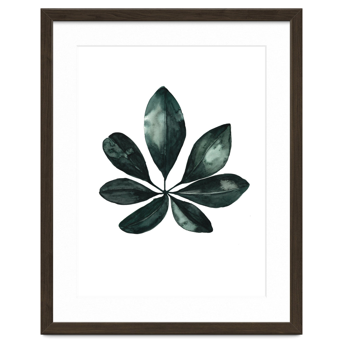 Botanical Illustration Arboricola Schefflera