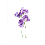 A Purple Posy Of Sweet Peas (Print Only) thumbnail