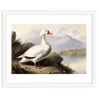 White Duck on the Lake Shore Vintage Painting