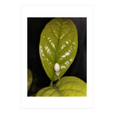 Jasmine Flower Fragrance (Print Only) thumbnail