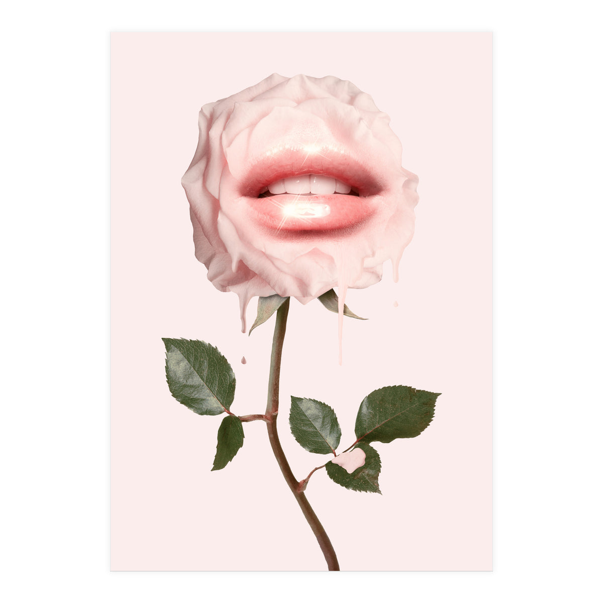 Glossy Rose (Print Only)