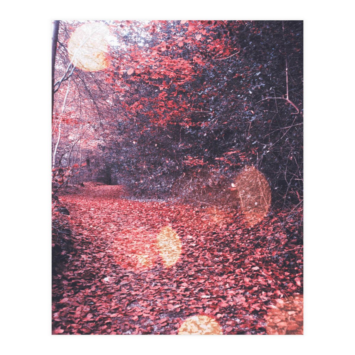 Autumn Flares (Print Only)