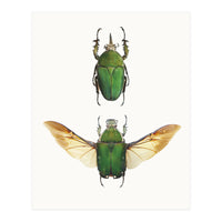 Cc Insects 02 (Print Only)