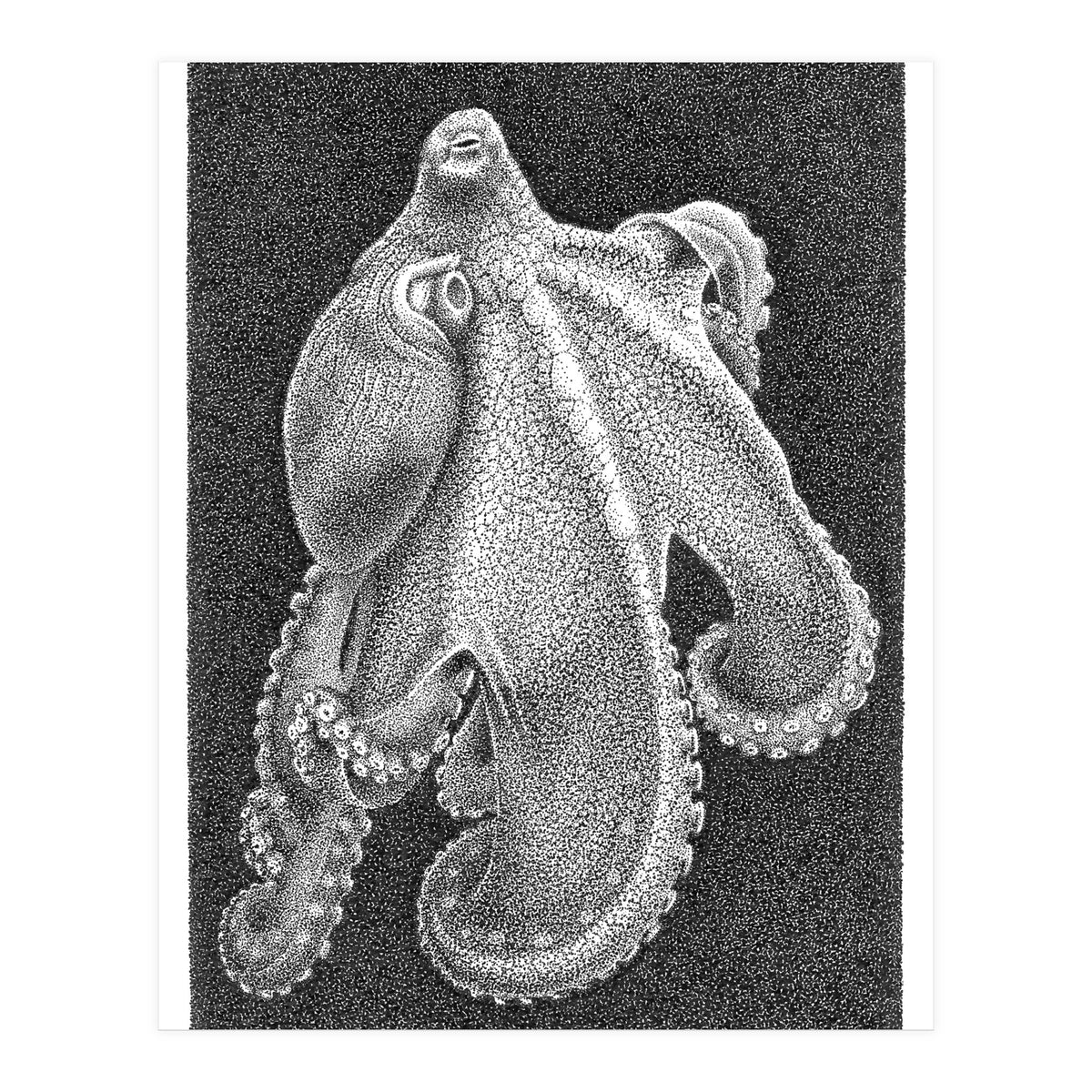 Octopus no. 2 (Print Only)