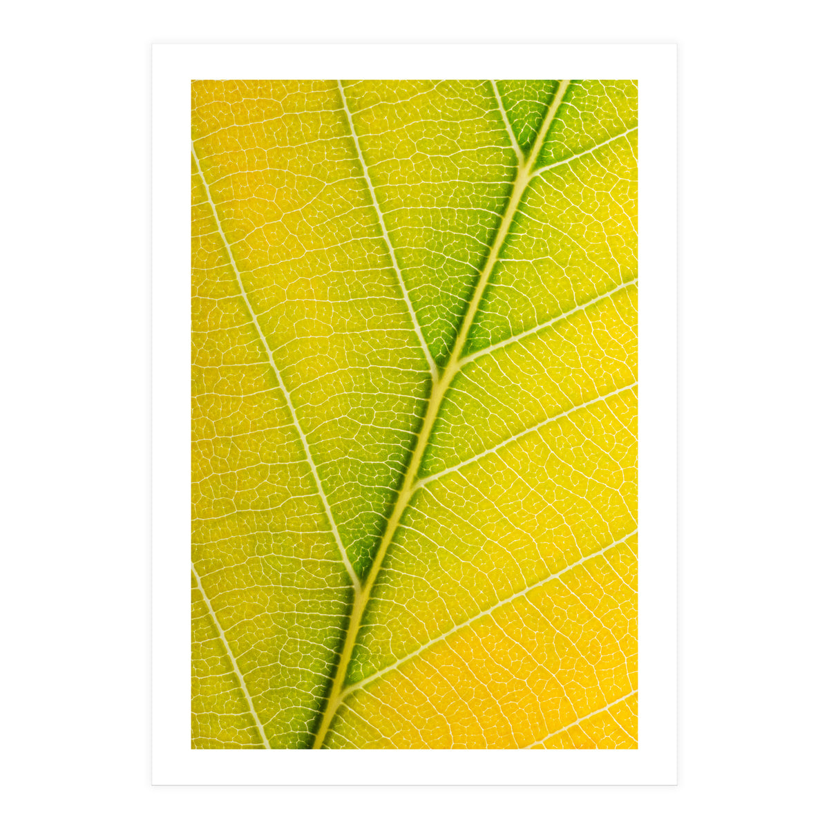 Autumn Leaf (Print Only)