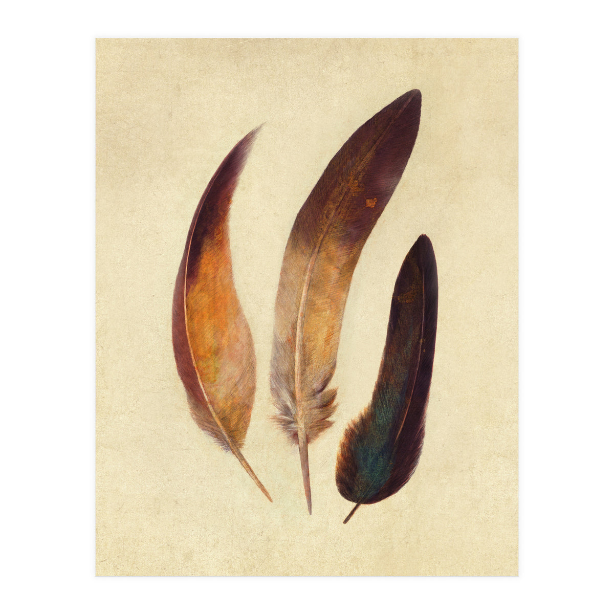 Three Feathers (Print Only)