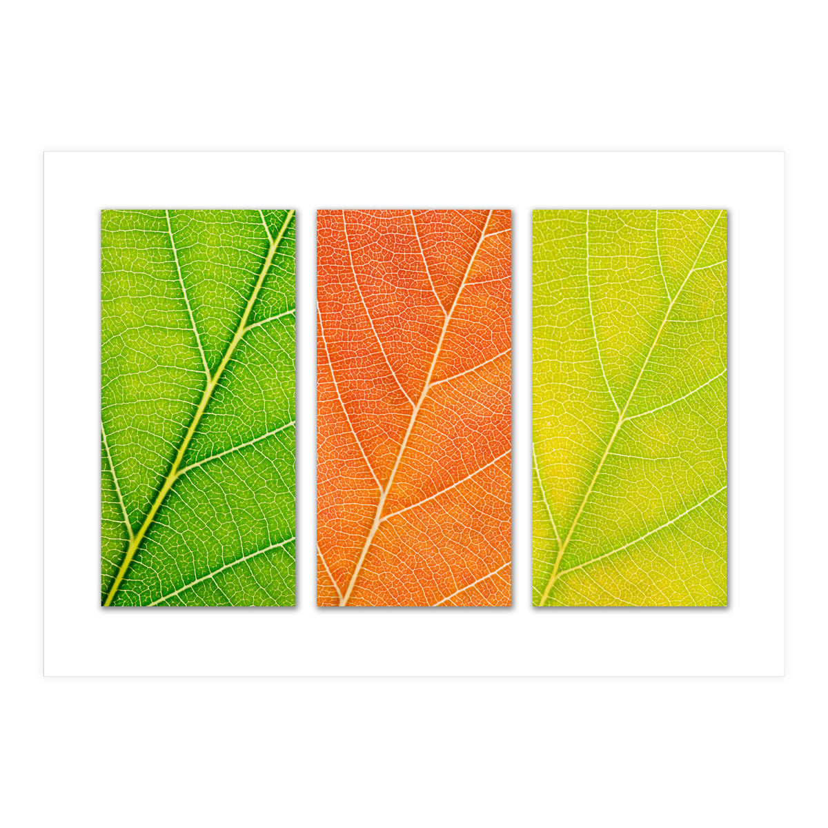 Autumn Leaves (Print Only)
