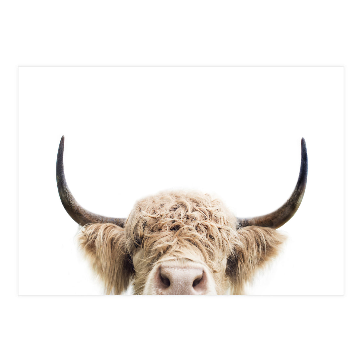 Peeking Cow (Print Only)