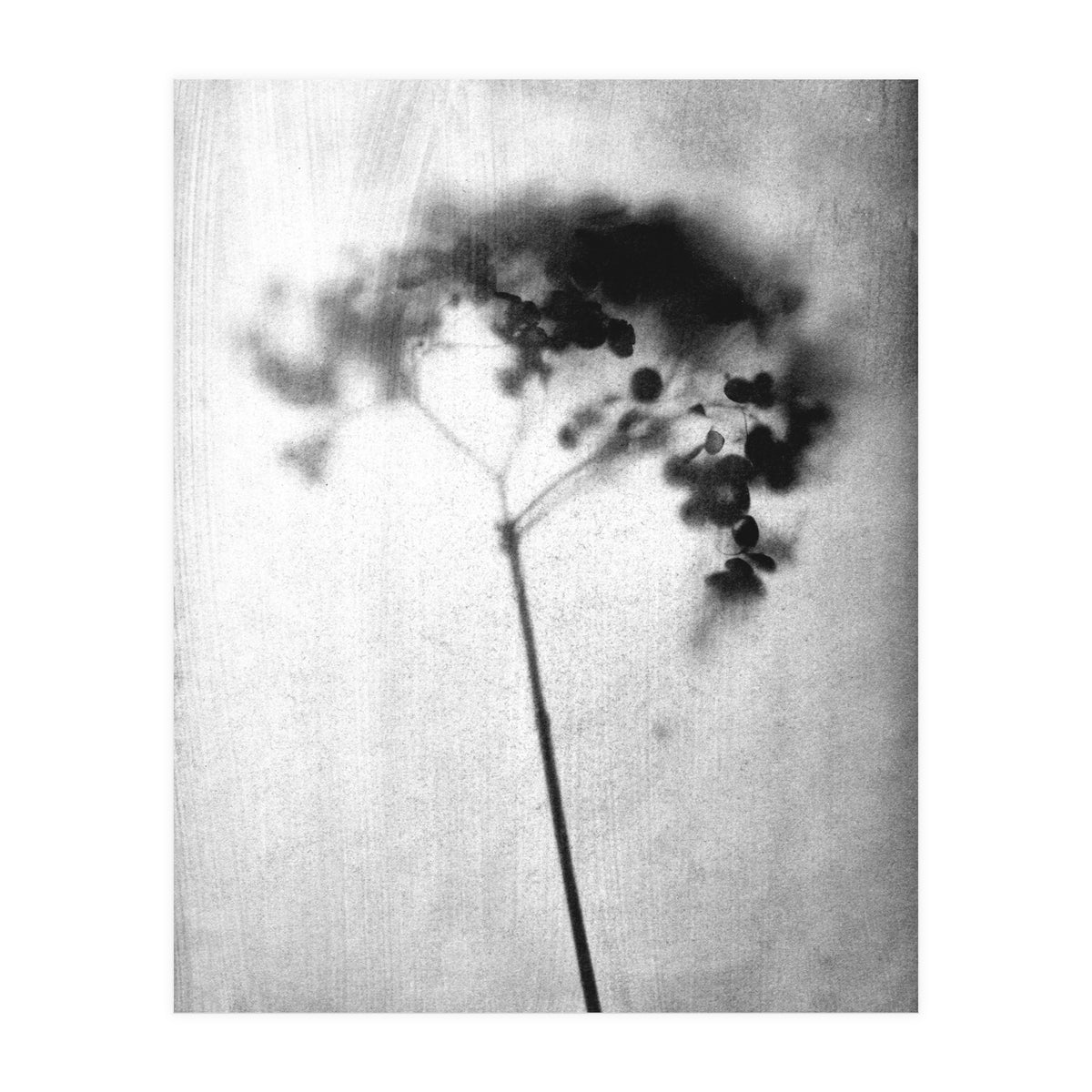 Hydrangea (Print Only)