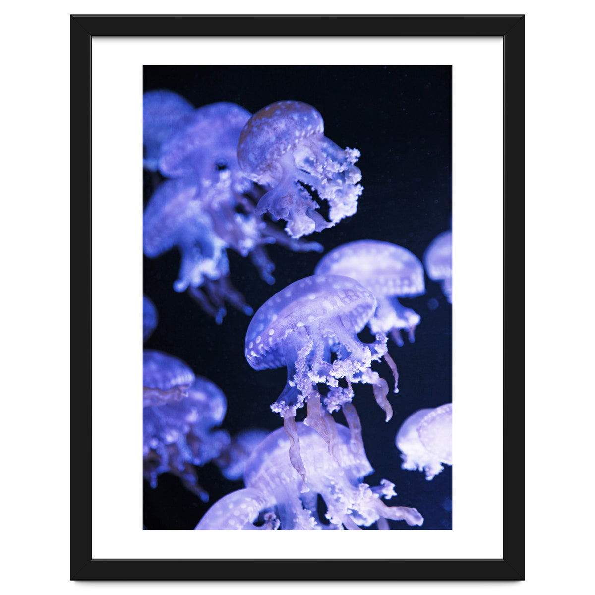 Jellyfish