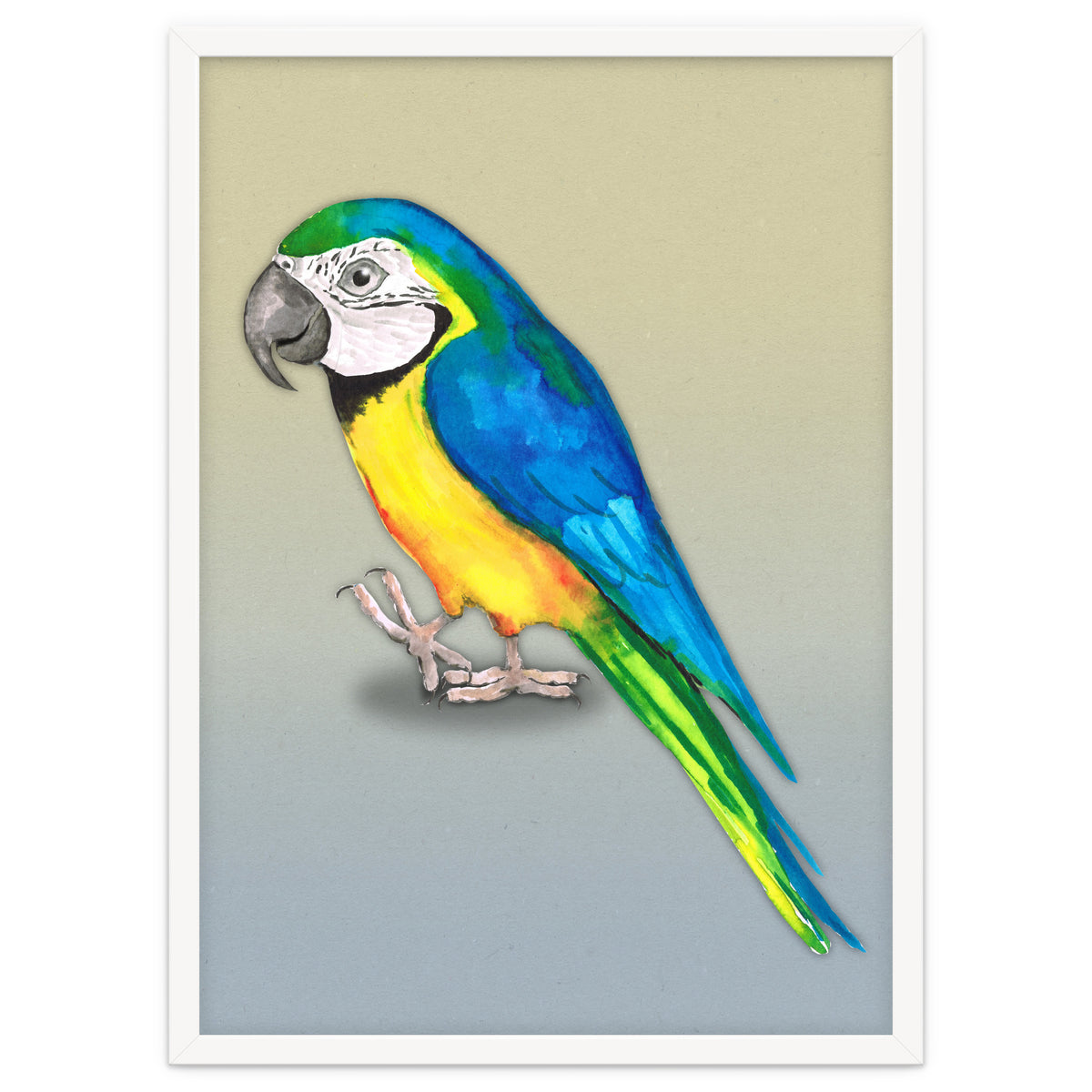 Blue and yellow macaw